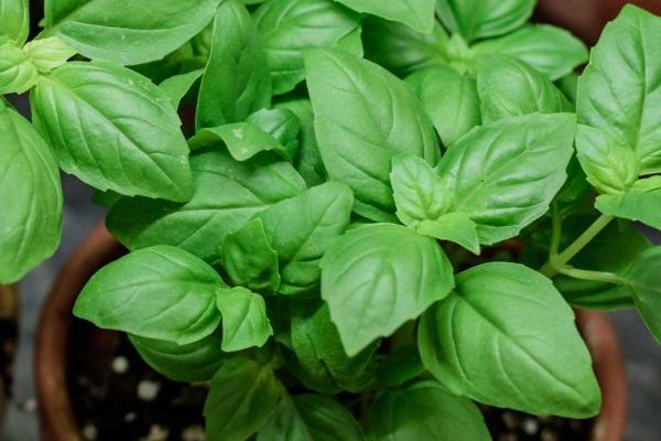 How To Grow Basil With Ease - In Pots, Raised Beds, Or In The Garden!